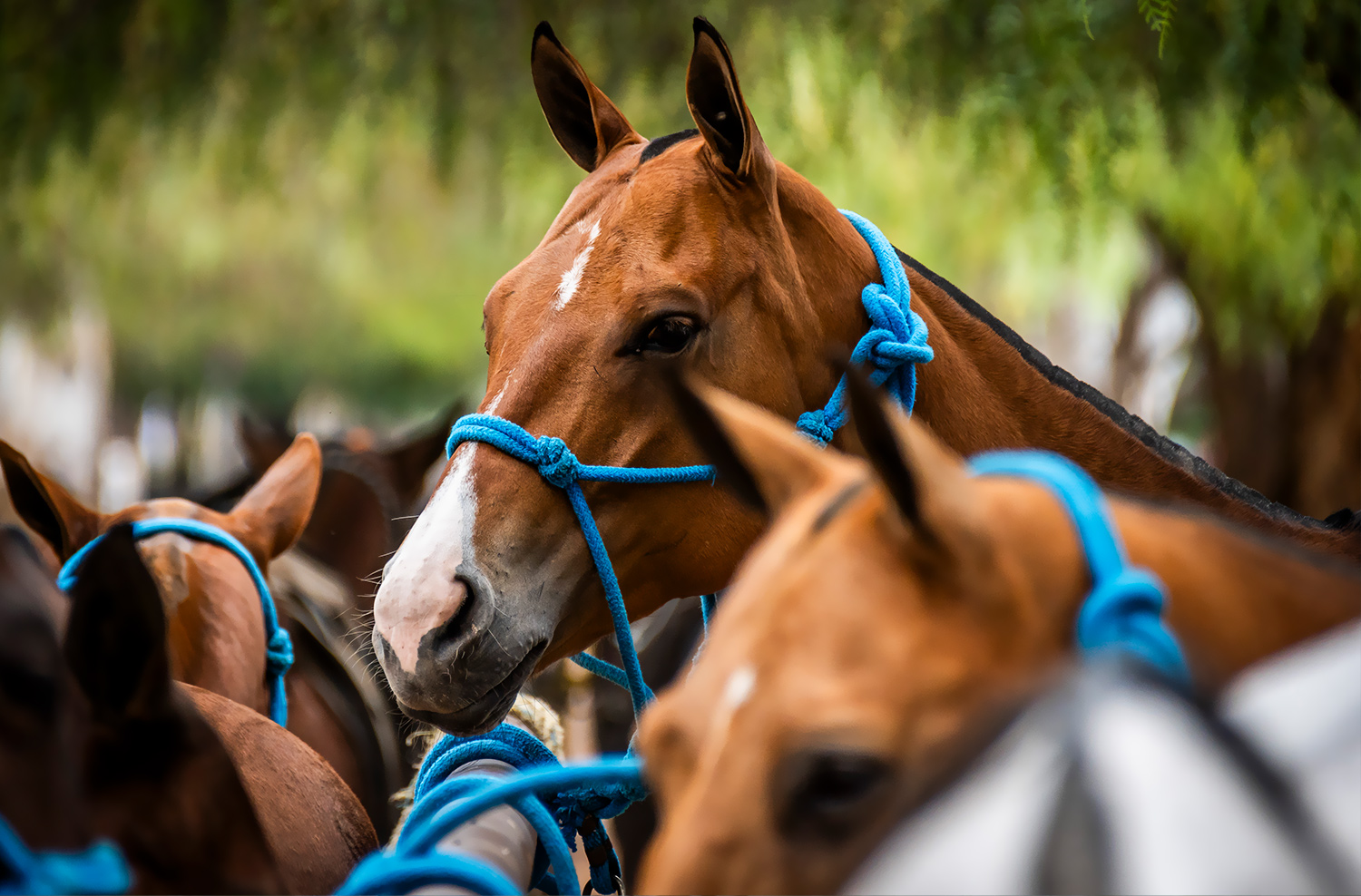 Pista ecuestre y caballerizas dentro de Viñedos del Polo, lotes residenciales campestres en El Marqués, Querétaro